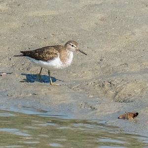 Common Sandpiper