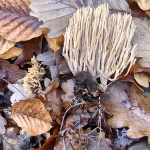 Straight-branched Coral