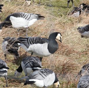 Barnacle Goose