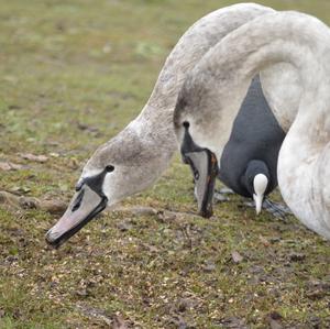 Höckerschwan