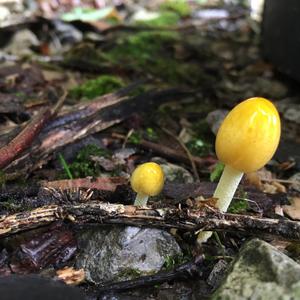 Yellow-ochre Russula