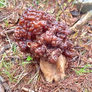 Conifer False Morel