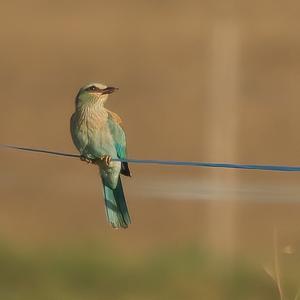 European Roller