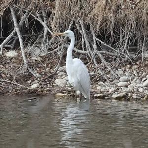 Great Egret