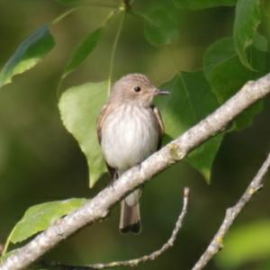 Spotted Flycatcher