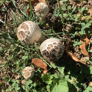 Parasol Mushroom