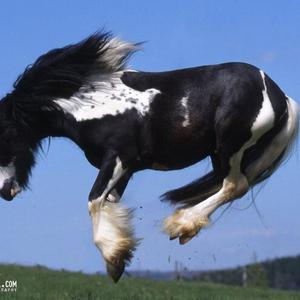 Gypsy Vanner Horse