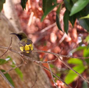 Olive-backed Sunbird