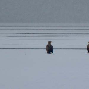 White-tailed Eagle