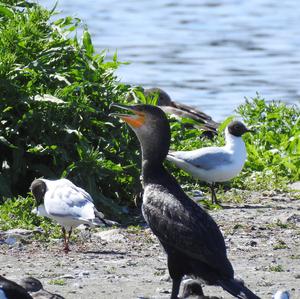 Great Cormorant