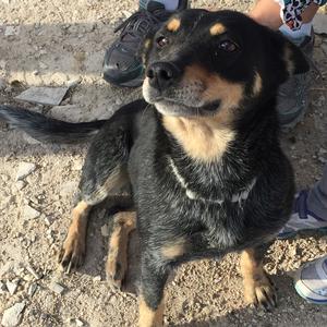 Unknown Breed