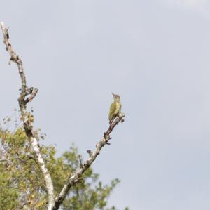 Eurasian Green Woodpecker