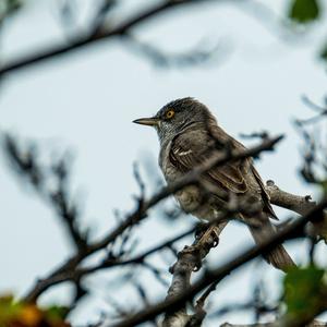 Barred Warbler