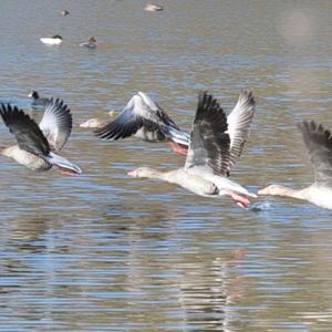 Greylag Goose