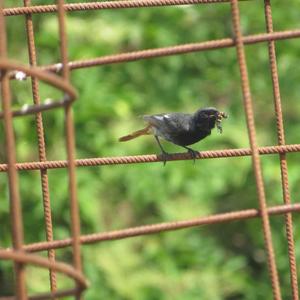 Black Redstart