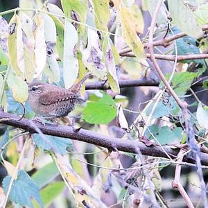 Winter Wren