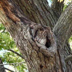 Eastern Screech-owl