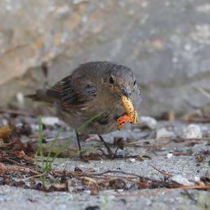 Black Redstart