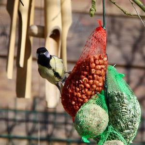 Great Tit