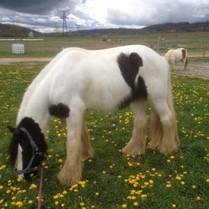 Gypsy Vanner Horse