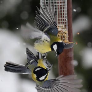 Great Tit