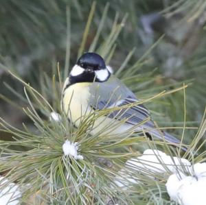 Great Tit