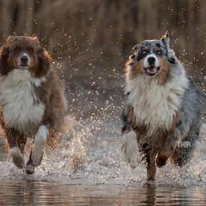 Australian Shepherd