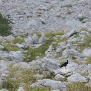 Yellow-billed Chough