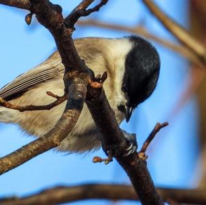 Marsh Tit