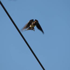 Barn Swallow