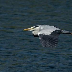 Grey Heron