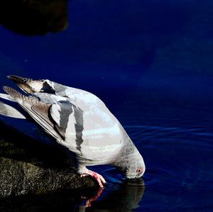 Rock Pigeon