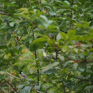 Great Tit