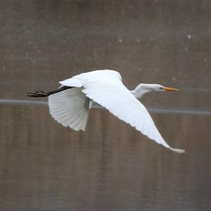 Great Egret