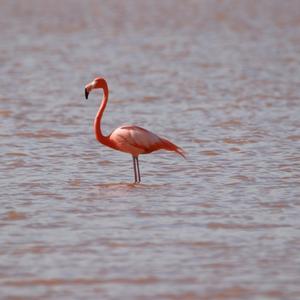 Greater Flamingo