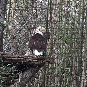 Bald Eagle