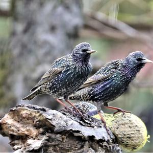 Common Starling