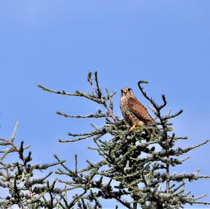 Common Kestrel