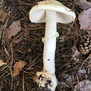 Destroying Angel