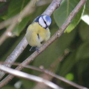 Blue Tit