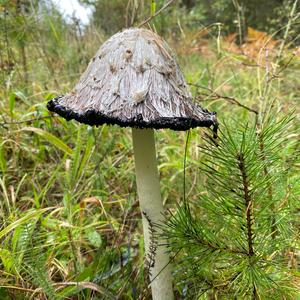 Shaggy Mane