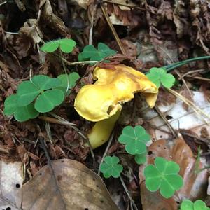 Chanterelle, Common