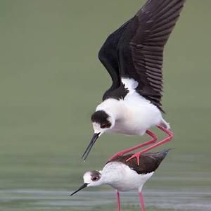 Black-winged Stilt