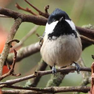 Coal Tit