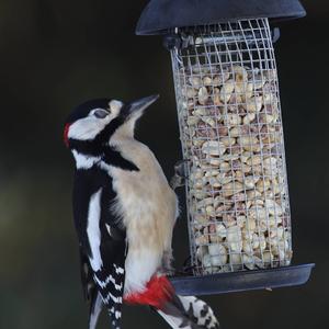 Great Spotted Woodpecker