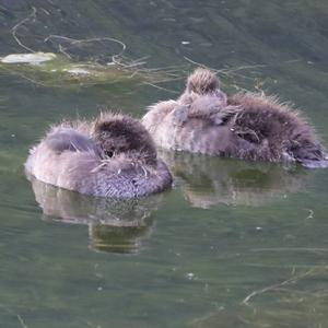 Tufted Duck