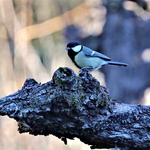 Great Tit