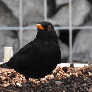 Eurasian Blackbird