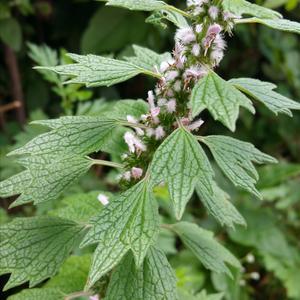 Motherwort