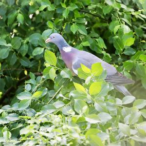 Common Wood-pigeon